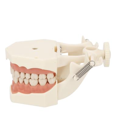 Verdant touch dentist tooth model 32 teeth model dental typodont model with soft gums screw firm for teaching and research 32 teeth typodont model for dentist training white and pink