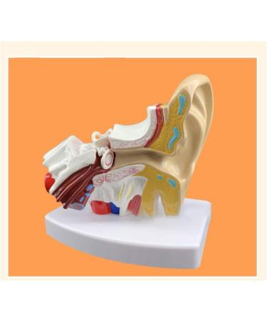 Anatomy Ear Model Human Anatomical Ear Joint Simulation Model (Outdoor Medium Inner Ear) 1.5-fold Size Body Hearing System Description - Buy Online on GoSupps.com