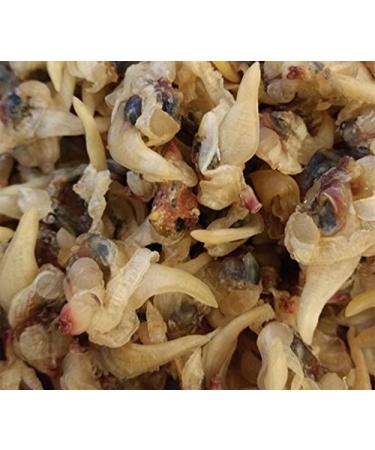 Dried Seafood Mussel Meat 750 grams from South China Sea Nanhai