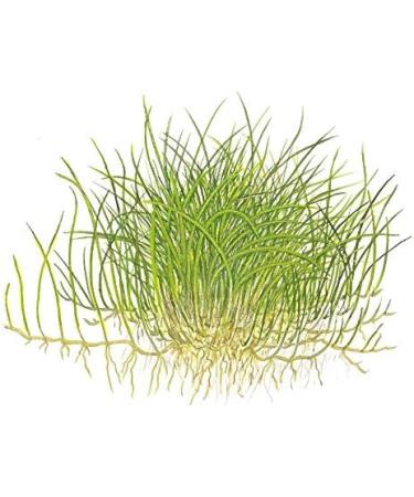 Tropica Eleocharis acicularis 'mini' 1-2-GROW! - Buy Online on GoSupps.com