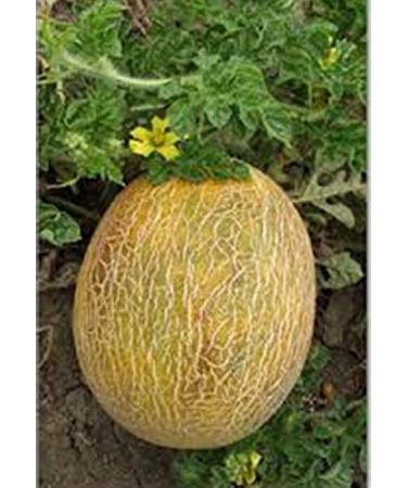 2g40 Pineapple Melon Seeds