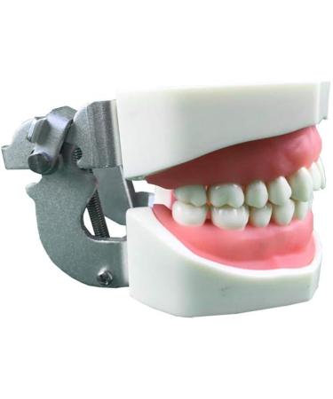 DYTAH Dental Teeth Model - Standard 28 Tooth Study Demo | Removable Adult Teeth Model for Dental Education - Buy Online on GoSupps.com
