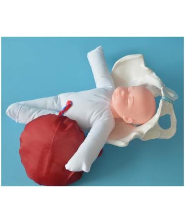 Slrmkk Female Pelvic Model for Birth Screening - Realistic Baby Pool & Removable Placenta Cord - Ideal Educational Tool for Anatomical Studies - Buy Online on GoSupps.com
