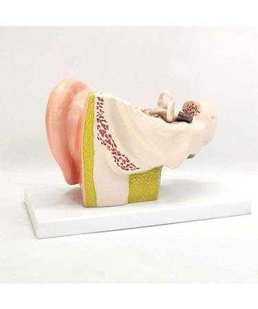 The Size Ear Model 5X Ear Anatomical Model for Inner Ear aids for Teaching Medical and Study of Education - Buy Online on GoSupps.com