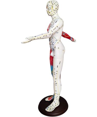 Acupuncture and Muscle Anatomical Male Model Pressure Point and Meridians Acupuncturists and Other Medical Professionals Training Teaching Education (60cm/23.6inch) - Buy Online on GoSupps.com