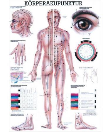 Ruediger Anatomy MIPO10LAM Body Acupuncture Chart 24 cm x 34 cm laminated