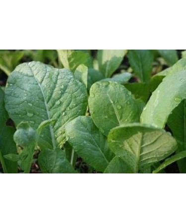 TENDERGREEN Mustard 100-300-1000 Grain Komatsuna Freshness Heirloom Green Mass - Buy Online on GoSupps.com