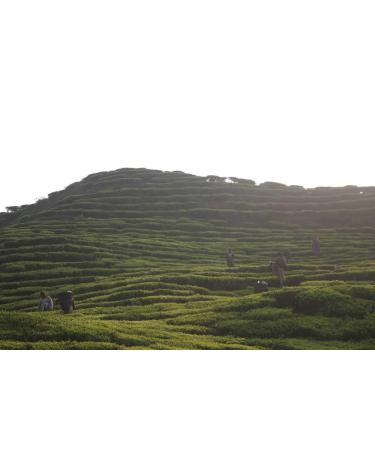 Organic Indian Black Tea - First Flush Darjeeling 3.5 oz | Tao of Tea - Buy Online on GoSupps.com