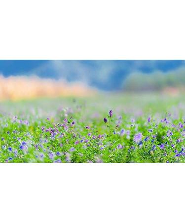 Indigo Herbs Organic Alfalfa Leaf Tea 50g - Natural and Nutritious Herbal Tea - Buy Online on GoSupps.com