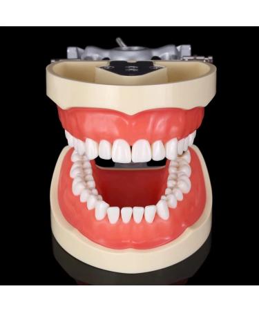 Dental prosthesis demonstration tooth model (32 teeth) Dental prosthesis demonstration teeth model for study teaching