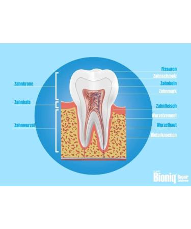 Bioniq Toothpaste Duo - 4 x 75 ml | Pain Protection for Sensitive Teeth | Fluoride-Free Repairing Toothpaste with Artificial Tooth Enamel | Gum Regeneration - Buy Online on GoSupps.com