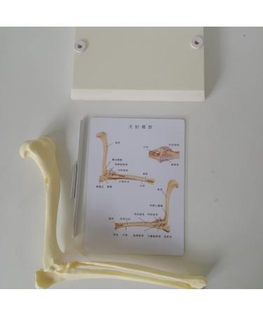 Dog Elbow Joint Model Dog Elbow Joint Model Animal Body Anatomy Replica of A Normal Dog for Veterinary Office Teaching Aids - Buy Online on GoSupps.com