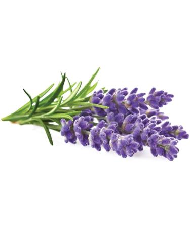 Premium Lavender 50g - 100% Pure Raw Wild Non-GMO Vegan - Promotes Relaxation Stress Relief & Sleep Quality - Ideal for Herbal Tea Bathing - Buy Online on GoSupps.com