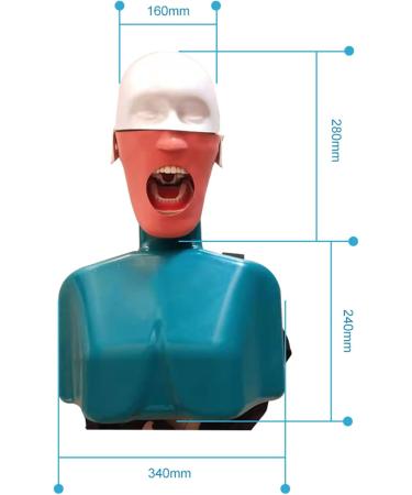 Buy Dental Phantomkopf Model - Realistic Dental Simulator with 28 Resin Teeth & 7 Pulp Cavity for Dentists & Assistants | International Shipping - Buy Online on GoSupps.com