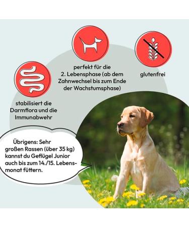 GRAU L'original Young Dog Food Poultry Pack of 1 (1 x 3 kg) Gluten Free For Dogs Aged at Least 4 Months - Buy Online on GoSupps.com