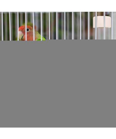 130ml Bird Water Dispenser | Automatic Hanging Feeder for Parrots Budgies & Lovebirds | Portable Drink Bottle for Birds - Buy Online on GoSupps.com