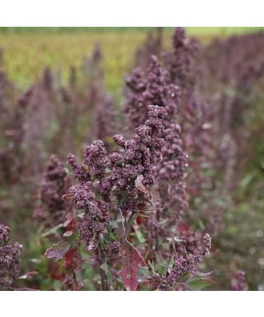 ORGANIC MULATO SHAMPOO FOR COLORED WEAKENED HAIR - Buy Online on GoSupps.com