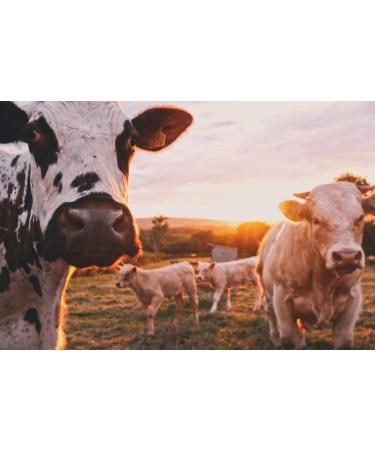 Buy Barista Italiano Skimmed Milk Powder - Low Fat No Added Sugar (500g) | International Shipping Available - Buy Online on GoSupps.com