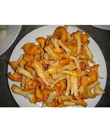 WENXUANSU:3 Pound (1362 grams) Dried chanterelle mushroom from Yunnan China - Buy Online on GoSupps.com