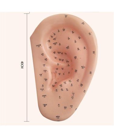 Acupuncture Ear Point Template - 40cm Acupuncture Ear Model - Large Reflection Zone Ear Point Template - for Medical Acupuncture - Buy Online on GoSupps.com