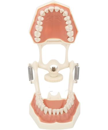 High-Quality 32 Teeth Dentist Typodont Model with Soft Gums | Perfect for Dental Training & Research | Verdant Touch - Buy Online on GoSupps.com