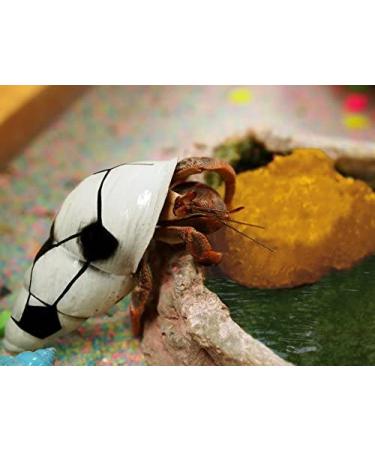 Constantia Pets Hermit Crab Real Sea Sponges - 5 Pack | Nutrient-Rich & Safer Drinking | Maintain Habitat Tank Humidity - Buy Online on GoSupps.com