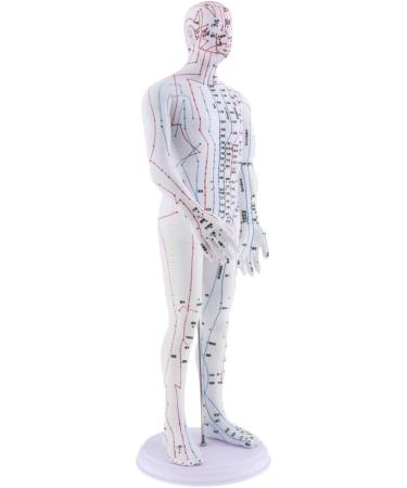 Milageto Human Body Point Model with Rotating Arm as described Male - Buy Online on GoSupps.com