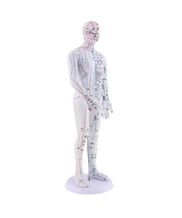 SDENSHI Model Anatomy Professional Medical Acupuncture Male 50cm 20" - Buy Online on GoSupps.com