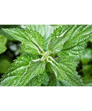 Spicy nettle leaf for herbal tea 100g - 100% natural 100% nettle leaf strengthening the body thanks to its rich vitamin and mineral composition. - Buy Online on GoSupps.com