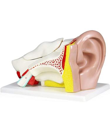 Ear Anatomical Model 4X Ear 11"X 7"X 7" Shows External Middle and Inner Ear Parts Including Templar Bone Section Ear Canal Labyrinth Drum - Buy Online on GoSupps.com