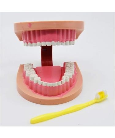 Dytah Dental Teeth Model - Realistic Typodont with Visible Gingiva for Practice & Study | Ideal Dental Teaching Tool - Buy Online on GoSupps.com