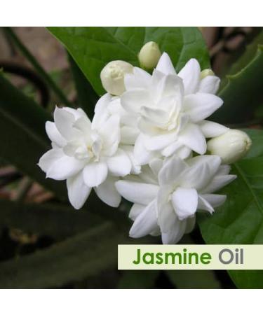 Jasmine (Jasminum Officinale) 100% Natural Pure Carrier Oil 100ml - Undiluted & Uncut - Buy Online on GoSupps.com