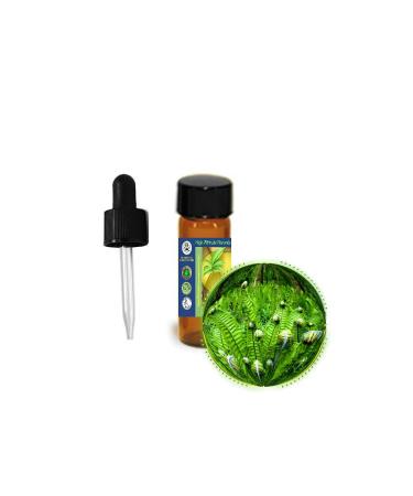 3.7ml (1/8oz) Fougere (Fern) Absolute Oil - Masculine Fragrance - Quintessence of Manhood