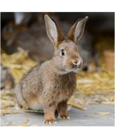 Alfavet Rodicare Appetite Double Pack - Supplement for Rabbits Guinea Pigs & Small Rodents | 2x15ml with Dosing Syringe - Buy Online on GoSupps.com