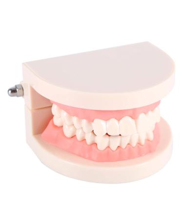 Buy Standard Tooth Model - PVC Dental Study for Adult Demonstration Teeth | International Shipping Available - Buy Online on GoSupps.com