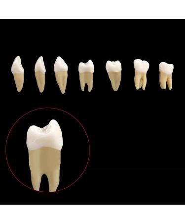 Buy Dental 1:1 Permanent Teeth Model - Ideal for School Demonstrations & Study Practice | International Shipping Available - Buy Online on GoSupps.com