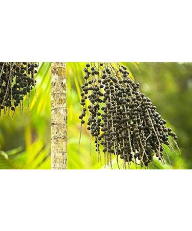 Indigo Herbs Organic Raw Acai Berry Powder 100g - Superfood Supplement - Buy Online on GoSupps.com