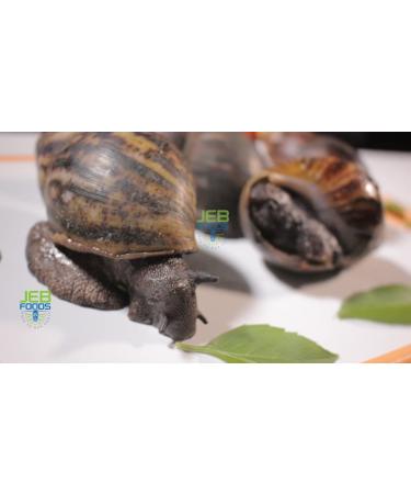 Giant African Land Snail Jumbo Size Freeze Dried (3-Pack) - Premium Quality Snail Treats - Buy Online on GoSupps.com