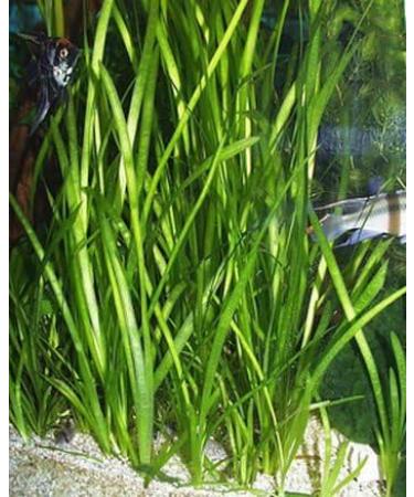 Italian Val - Vallisneria spiralis - Live Aquarium Plants - Buy Online on GoSupps.com