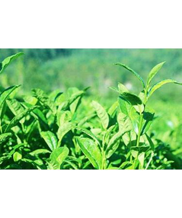 Chinois Noir Oolong Th Th Frais Naturel Th 125g (0.28LB) Th Tikuanyin Th Noir Th Vert Alimentaire Th Rouge Tikuanyin oolong - Buy Online on GoSupps.com