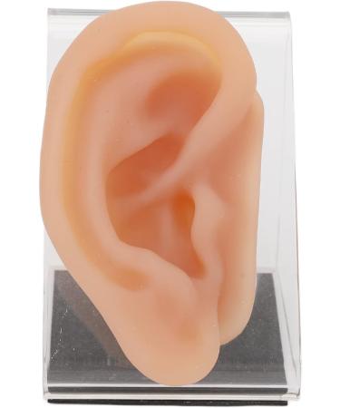 Ear Model Silicone Simulated Ear Model Ear Model with Display Stand Acupuncture Practice Tool for Piercing Display - Buy Online on GoSupps.com
