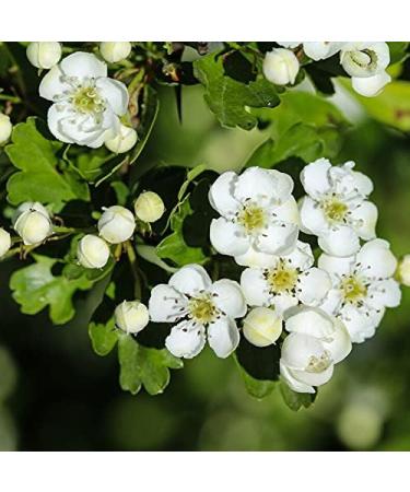 Raw Hawthorn Honey 500g - Pure & Natural Honey - Award Winner - Buy Online on GoSupps.com