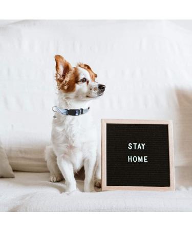 PUPTECK Dog Harness Small Dog with Collar and Lead Set Step-in No Pull Puppy Cat Harnesses for Daily Walking Blue M M: Chest girth: 40.6-45.7cm Collar: 30-40cm Blue - Buy Online on GoSupps.com