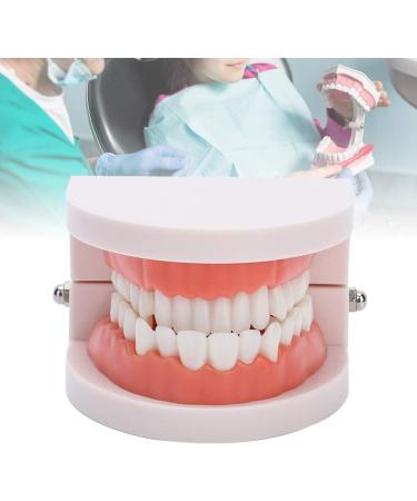 Standard Tooth Model - 28 Pieces for Adults & Kids | Dentures Artificial Teeth Educational Display - Buy Online on GoSupps.com