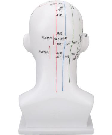 Acupuncture Point Head Model - 11.8 Inch PVC Facial Massage Meridians for Teaching & Learning - International Shipping Available - Buy Online on GoSupps.com