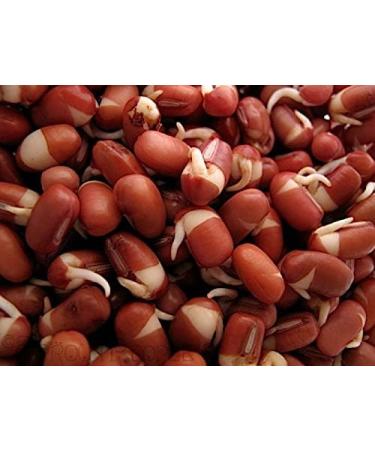  Balsara's 500g of organic Adzuki red chori beans (Vigna Angularis). Suitable for sprouting beans soups stews casseroles curries desserts and as a protein. - Buy Online on GoSupps.com