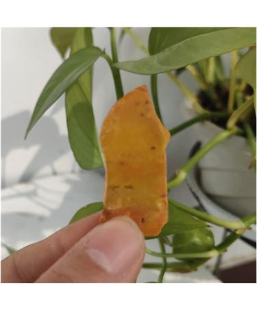 8pcs 30-40mm Natural Amber Stone Rough Crystals Home Decoration Jewelry Raw Materials Stone Price Decorative Stones - Buy Online on GoSupps.com