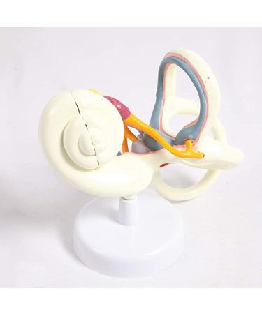 Labyrinth of Inner Ear Semicircular Canal Zoom in Model Cochlear Ossicle Ear Anatomical Model Human Otology - Buy Online on GoSupps.com