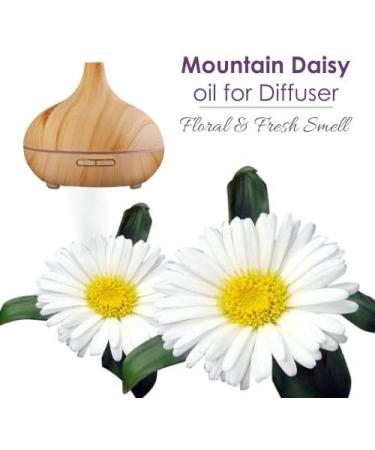 Buy 100% Pure Mountain Daisy Essential Oil (Celmisia Spectabilis) - Aromatherapy Therapeutic Grade 100ml with Dropper - International Shipping Available - Buy Online on GoSupps.com