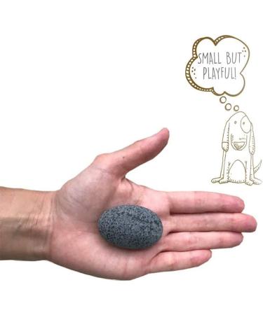 Pet Rock - The Original by Gary Dahl | Unique and Nostalgic Collectible - Buy Online on GoSupps.com